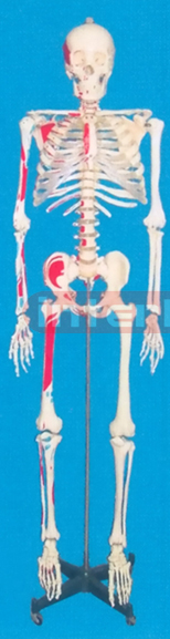 85 CM, TALL ADULT, CLEAR, CARTILAGE, INFLEXIBLE VERT, LEFT MUSCLE. ATTACHMENTS WITH PAINTS, NUMBERED SKELETON WITH REMOVABLE PLASTIC STAND AND DISSECTIBlE ARM / FOOT.